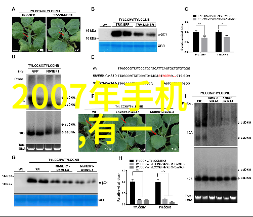 玫瑰花的花语我爱你就像这朵红艳欲滴的玫瑰直白又不失诗意