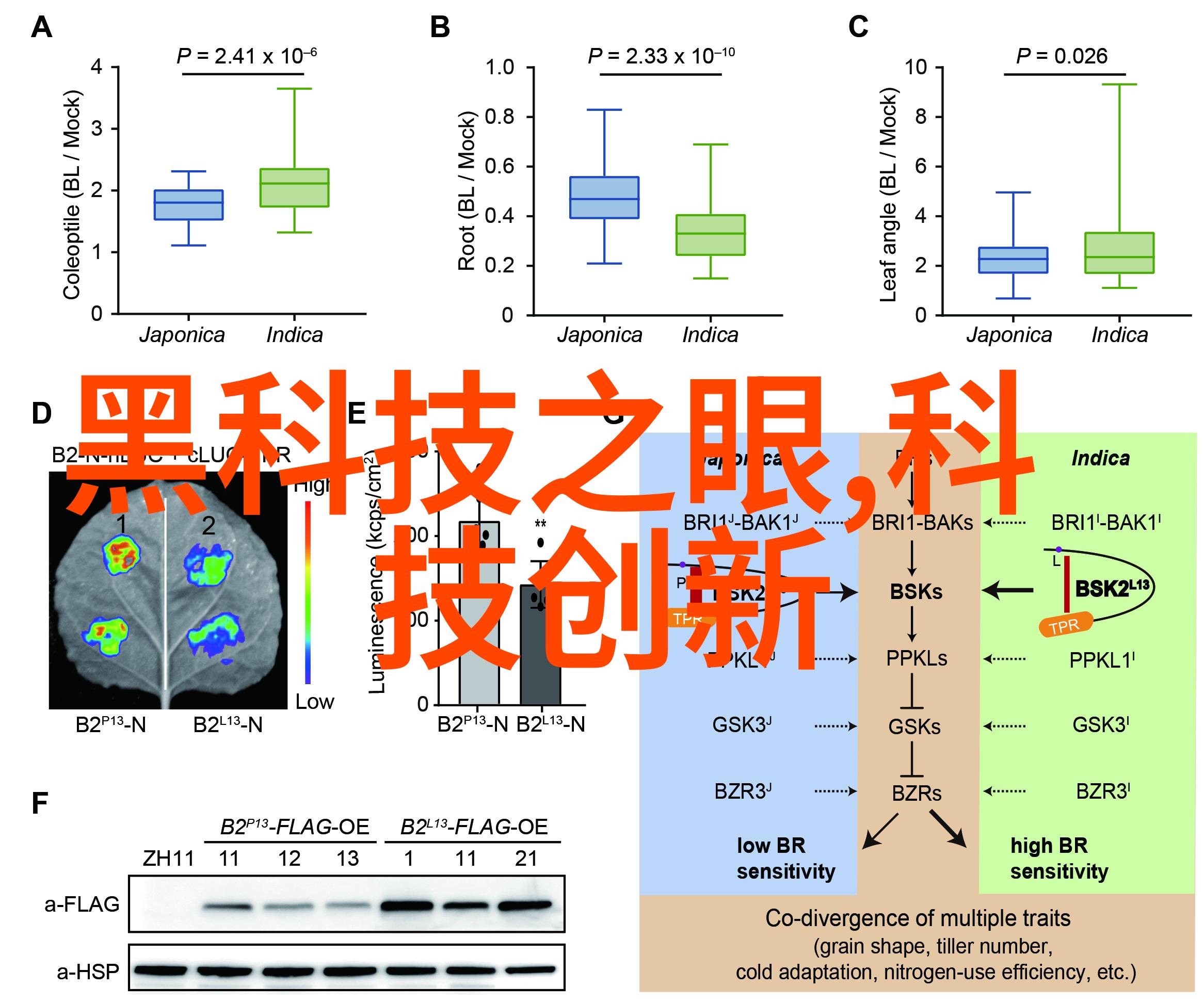 快来围观这款摄影作品网站简直是艺术家们的新宠拍一张照片就能变身为超级明星