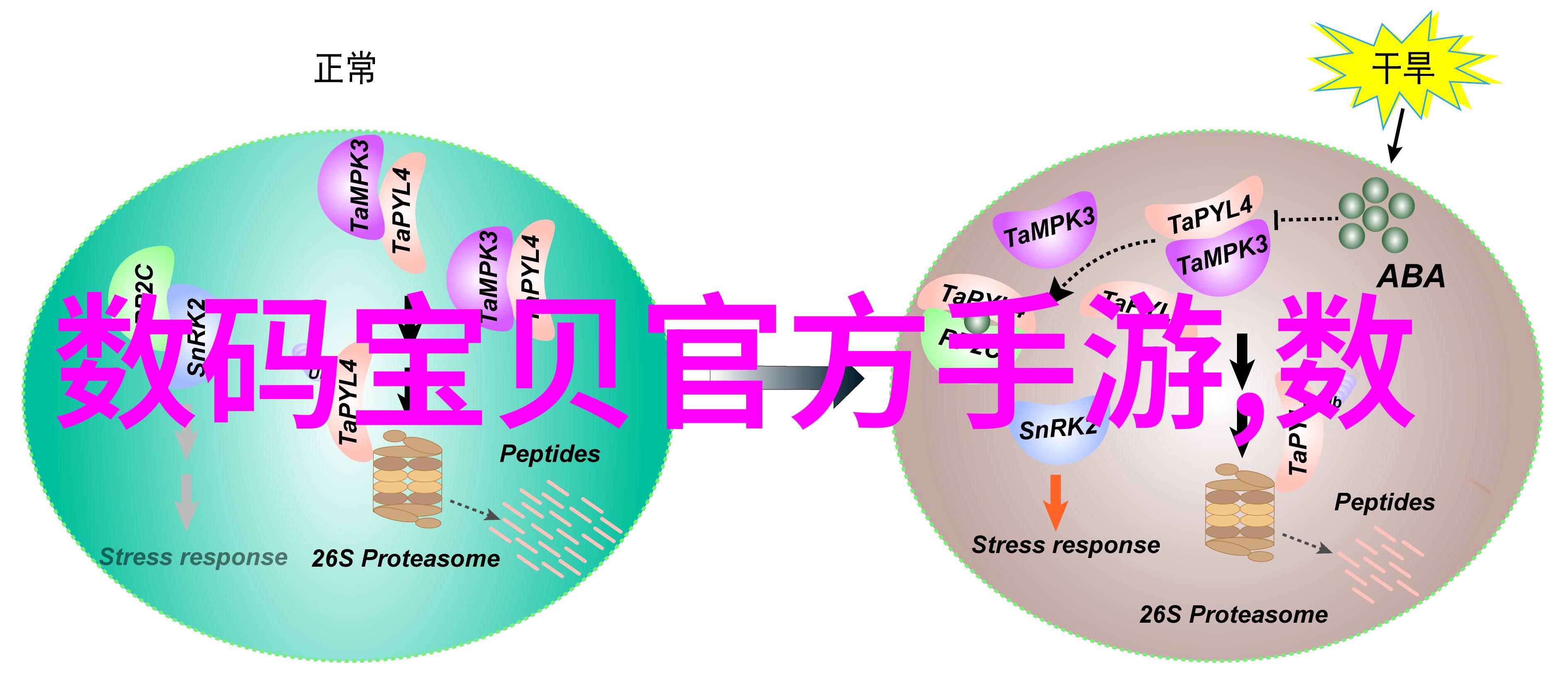 初中毕业选择未来哪些技术领域最具发展前景