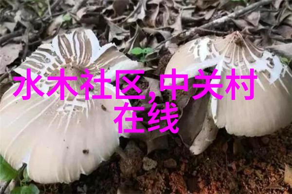 花语传情探索友谊之花的秘密语言