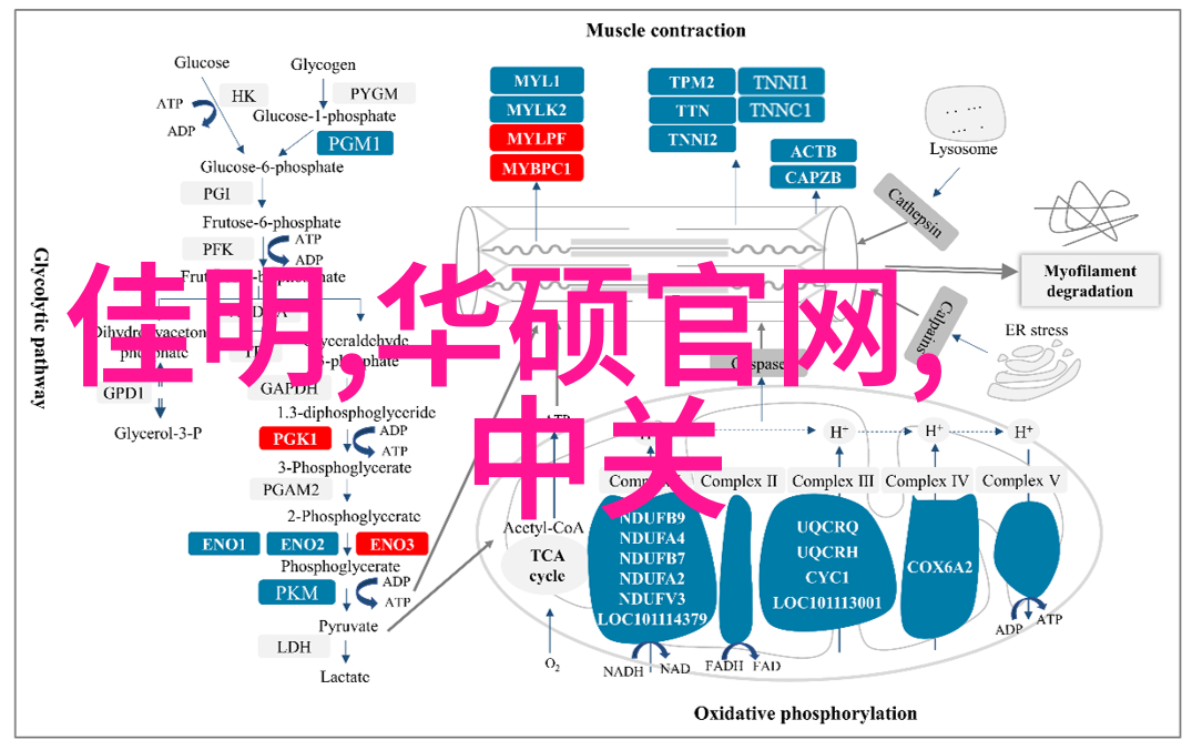 科协的力量权威与影响力探究