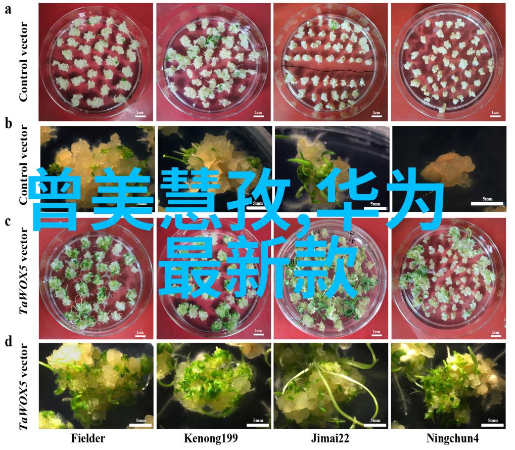 社畜的苦难与觉醒