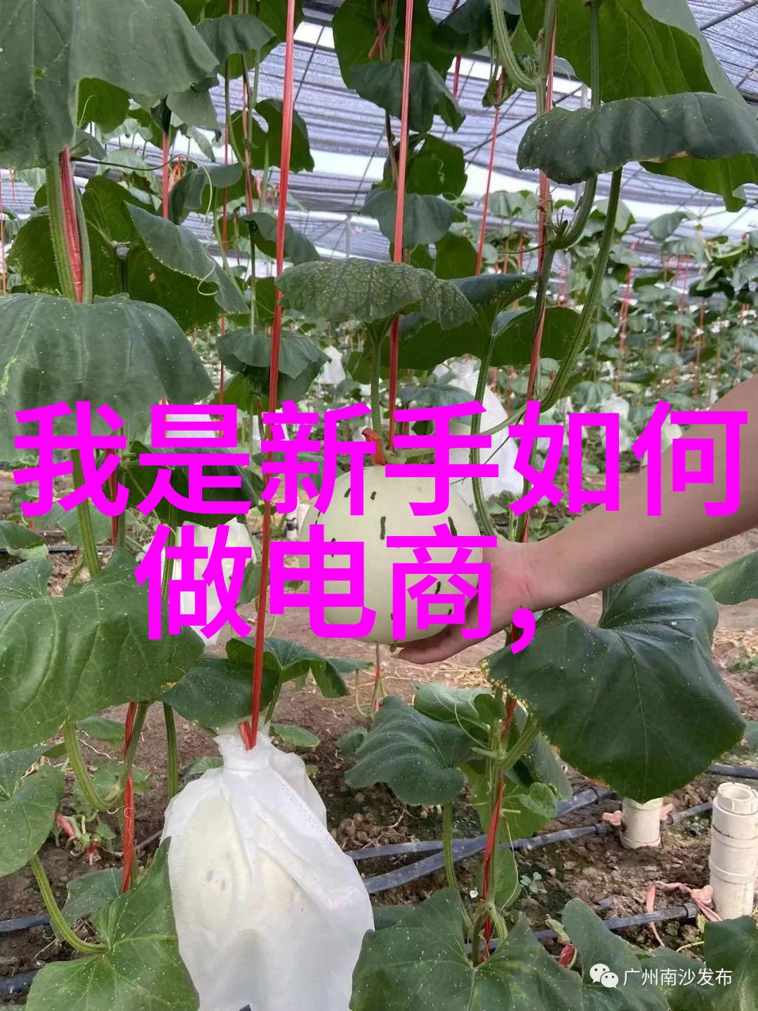 女性在人工智能领域的崭新探索与发展趋势分析