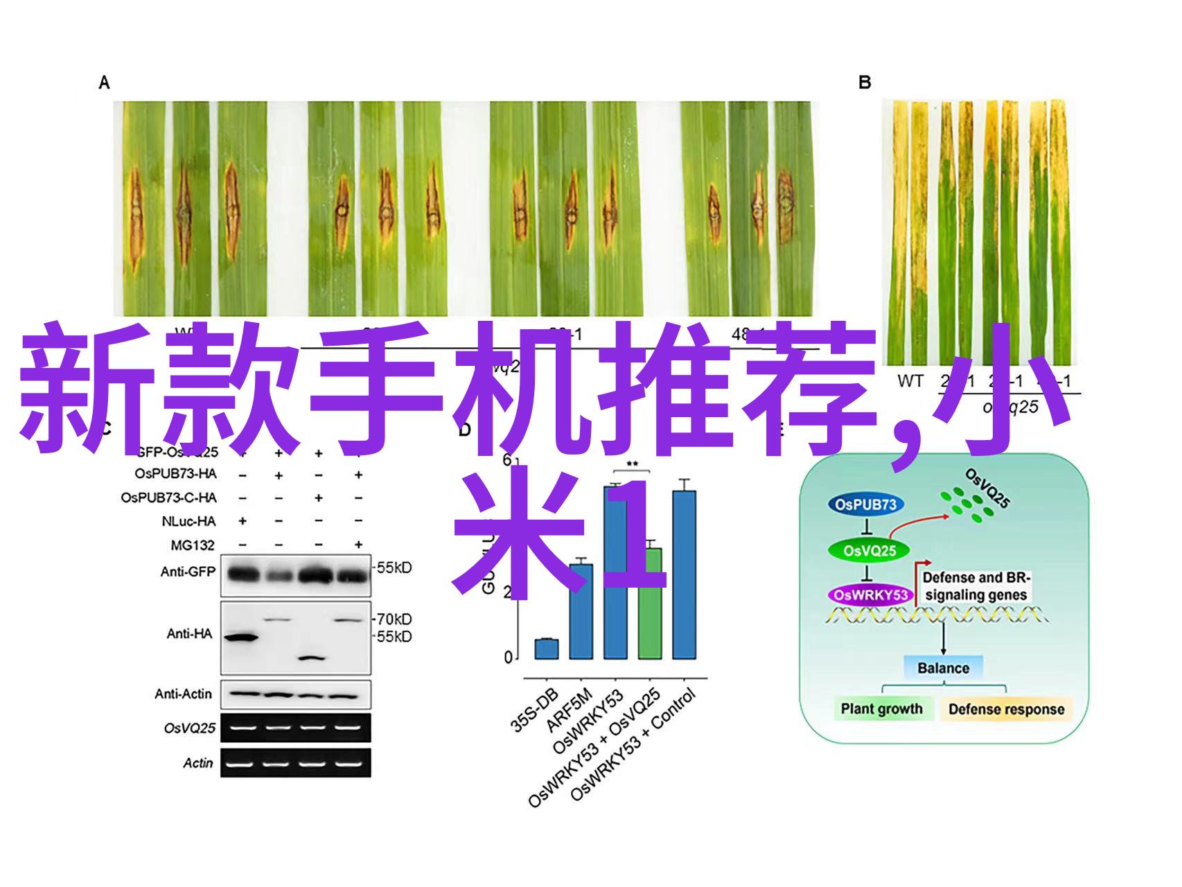 镜头的律动尼康D500与时光的交响