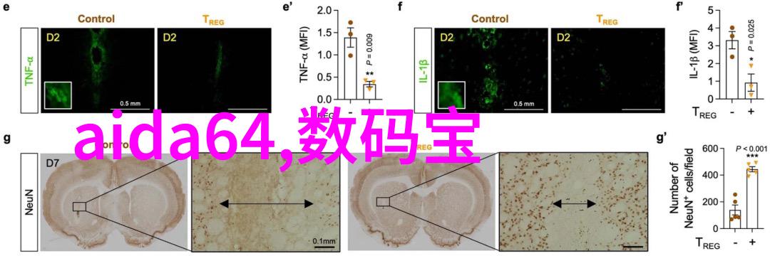 兰花鼠尾草翠绿之冠与香气绽放的双重奇迹