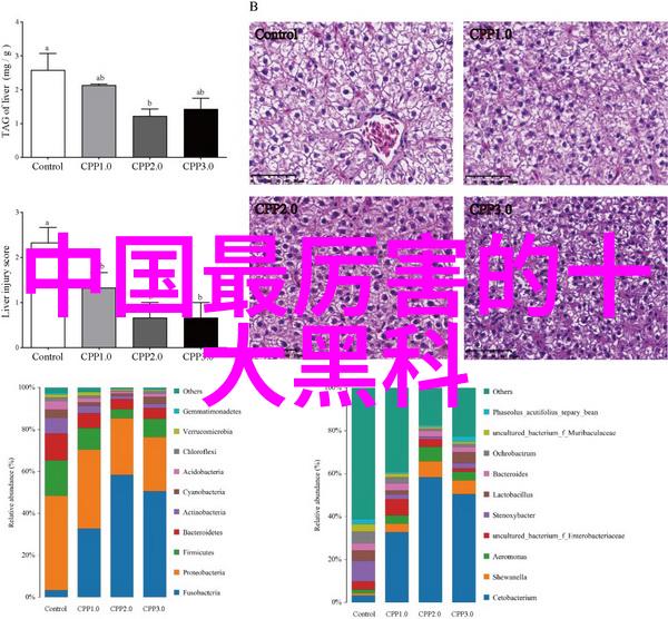 整改报告撰写指南如何高效完成工作任务