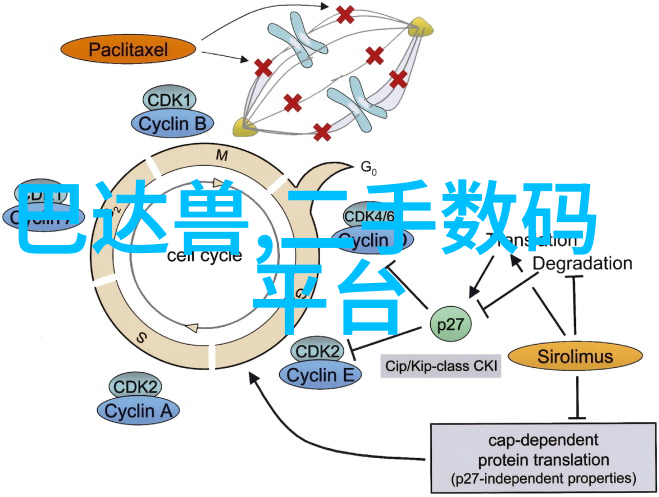 Kuzey北森领导力发展计划及其实施策略分析