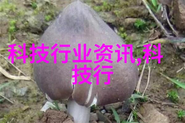 宠物表情图鉴揭秘如何通过眼神和姿态表达情感