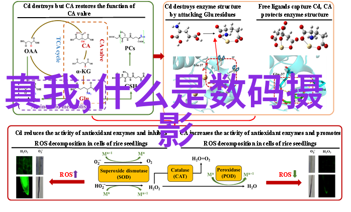 带式干燥机在食品行业中的应用实例